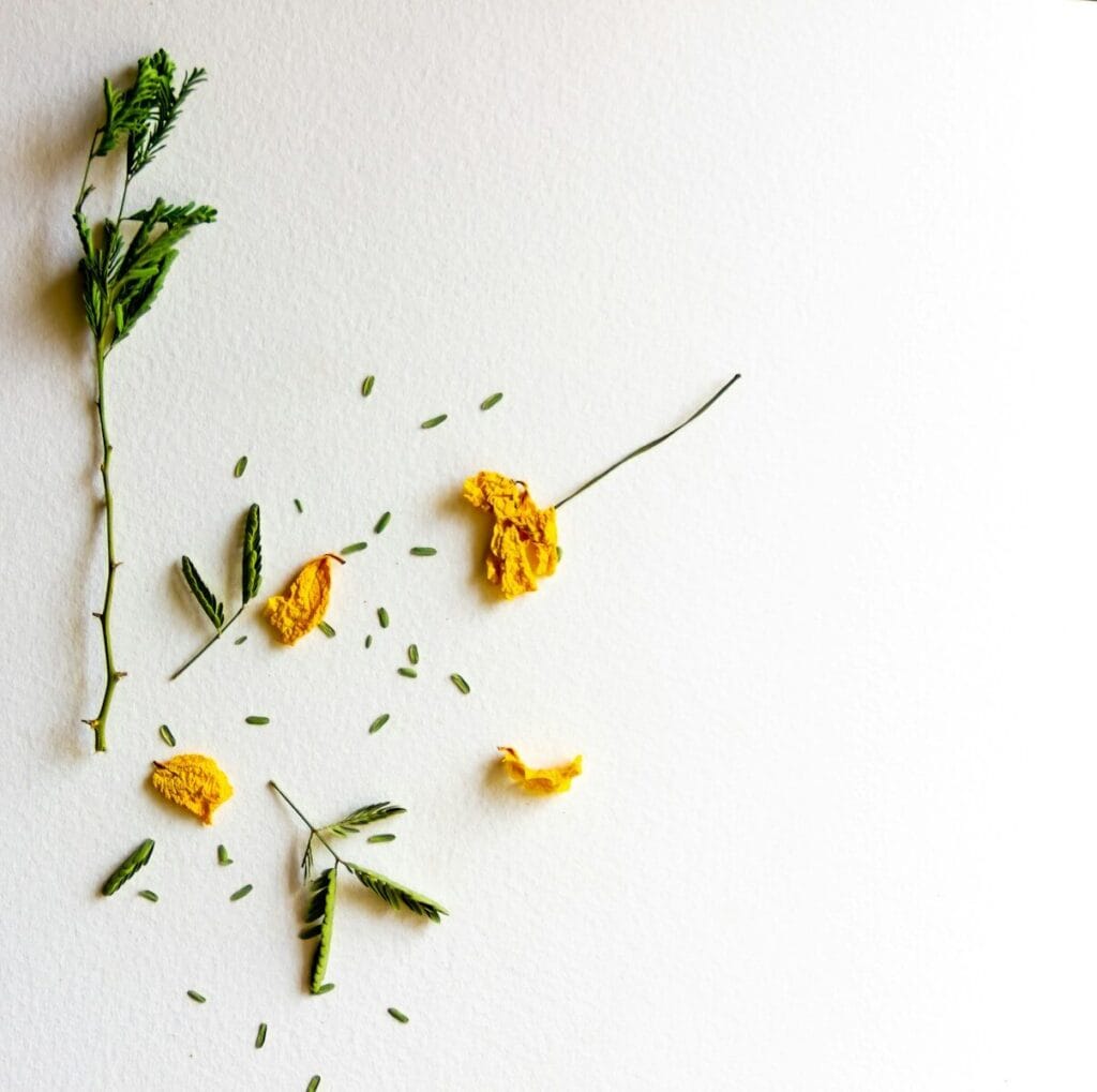 yellow and white flowers on white surface