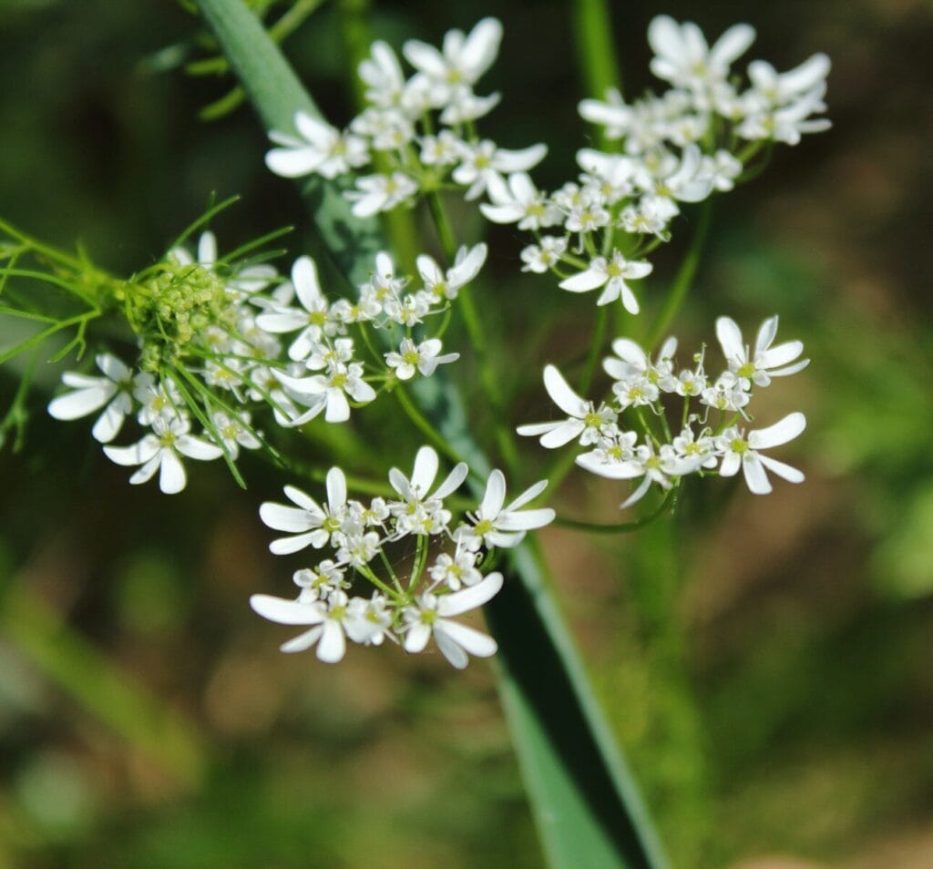 a close up of a bunch of white flowers